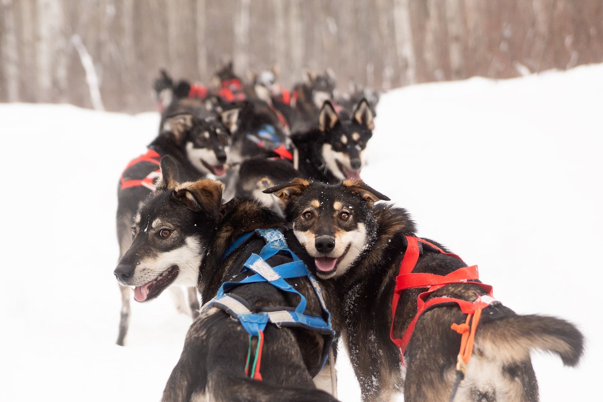 Candle Lake Dog Sled Tour: 1-Mile Alaskan Husky Ride near Melfort, SK