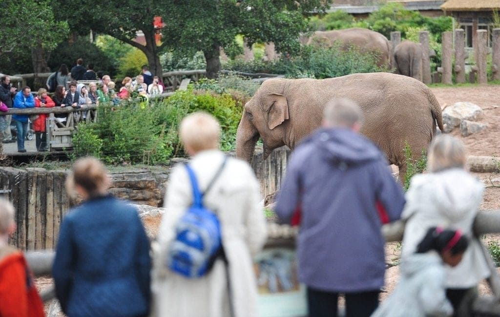Medieval Chester and Chester Zoo Day Trip from Machynlleth