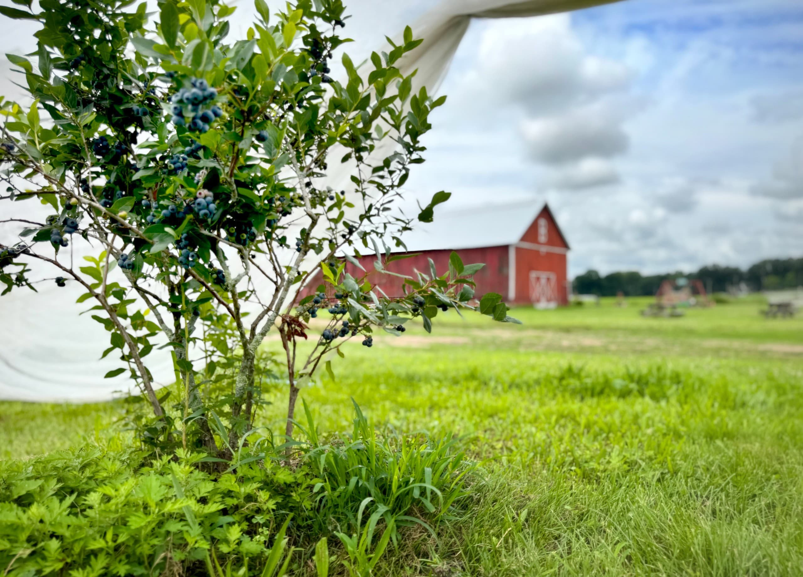 Blueberry Brunch at Brown’s Harvest: Pick, Sip & Savor in Windsor, CT photo 1