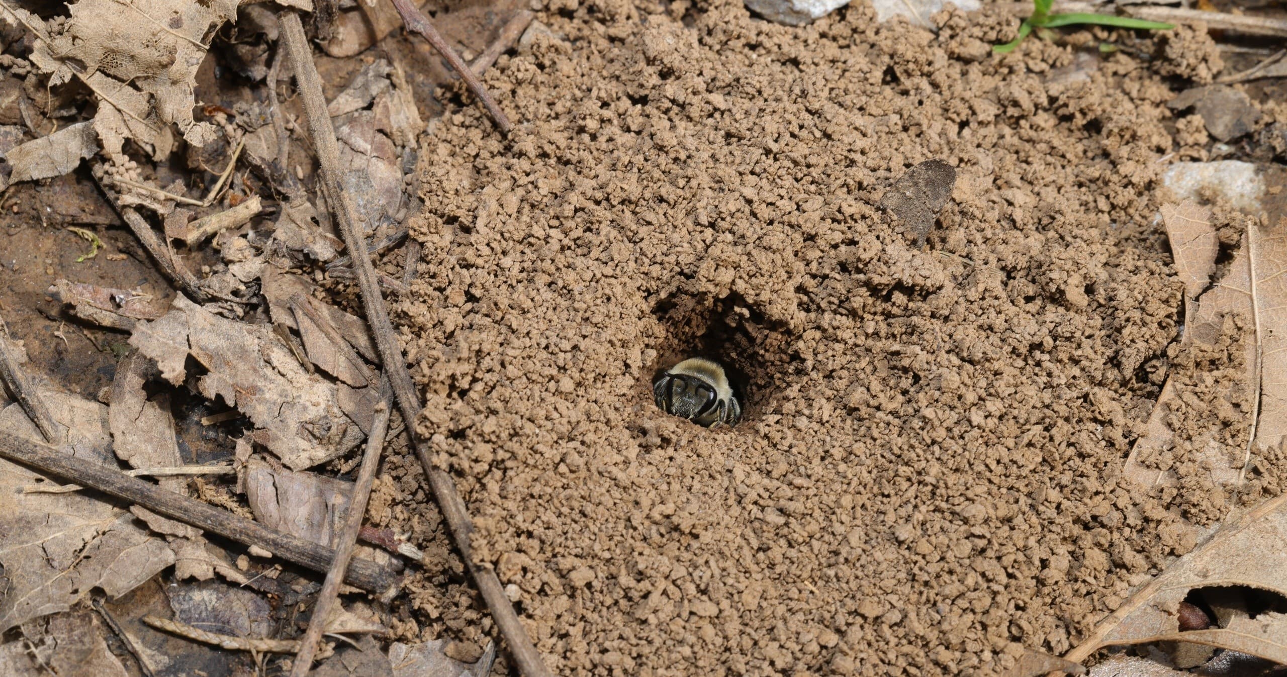 Discovering Kentucky’s Hidden Pollinators: The Remarkable Colletes Bees of Lost River Cave