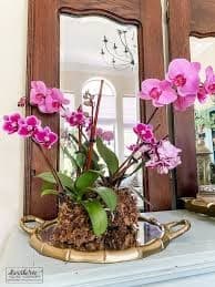 Make Kokedama Orchids in Downtown Orlando: Two-Hour Moss-Ball Workshop