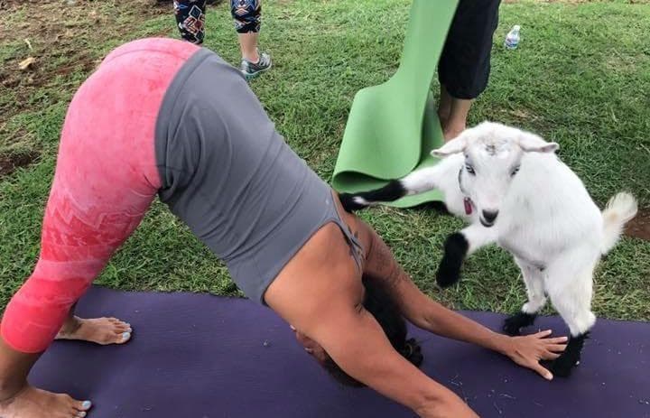 Participant doing goat yoga downward dog on grassy field