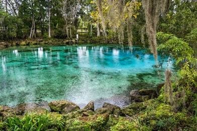 Crystal clear freshwater spring pool surrounded by forest