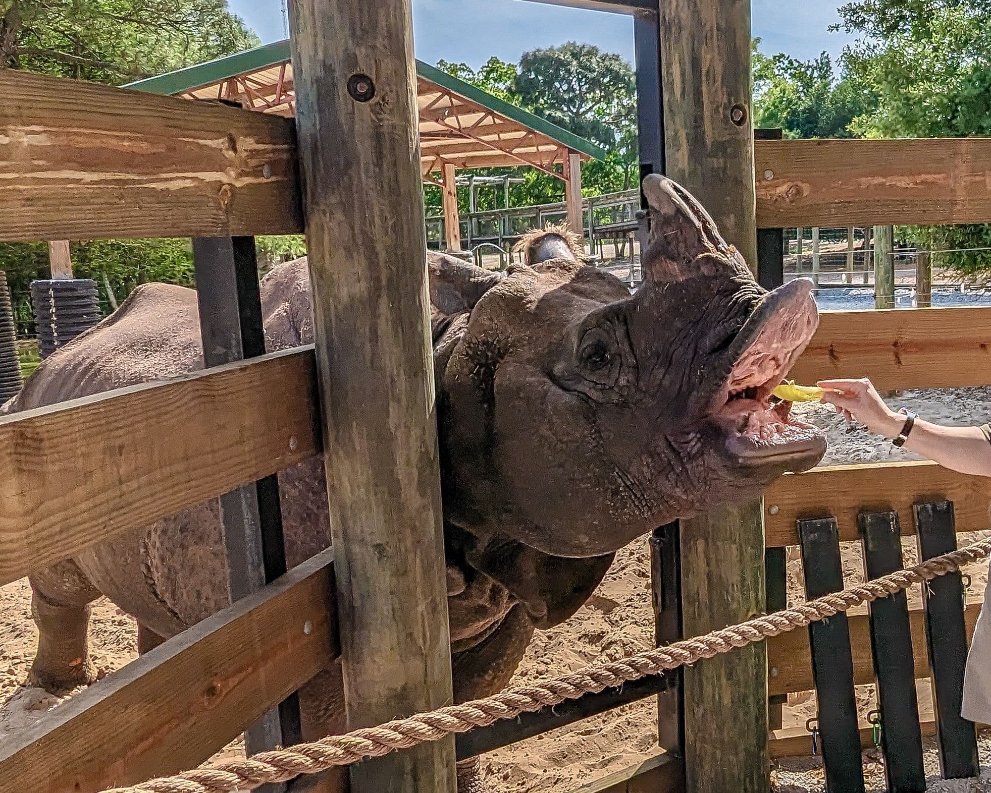 Wildlife & Conservation at Gulf Breeze Zoo: Indian Rhino Encounter