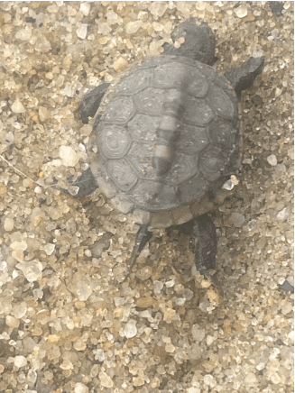Wildlife & Salt Marsh Adventure at Be Body Earth