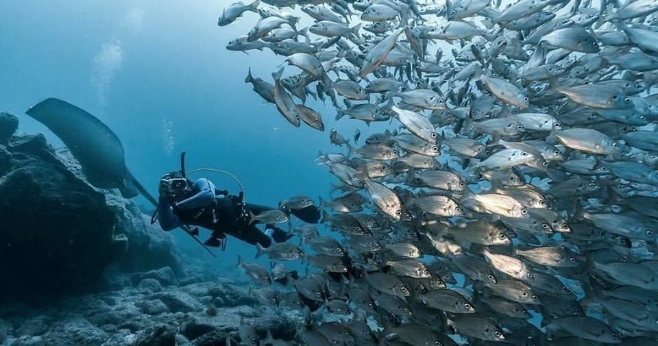Scuba diver swimming through a massive school of fish on reef dive