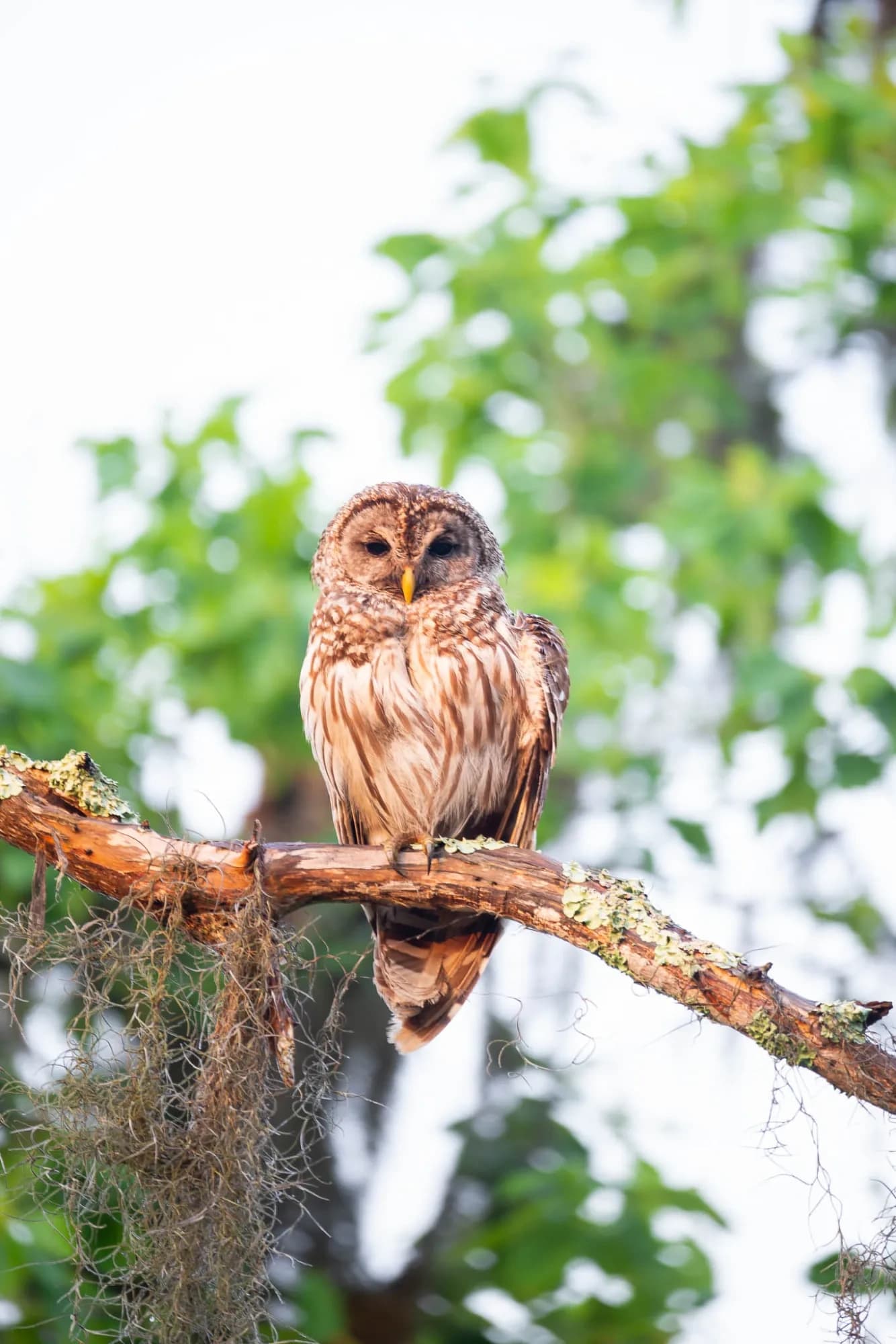 Birding the New Orleans Wetlands: Guided Tour to See Roseate Spoonbills & Herons photo 3