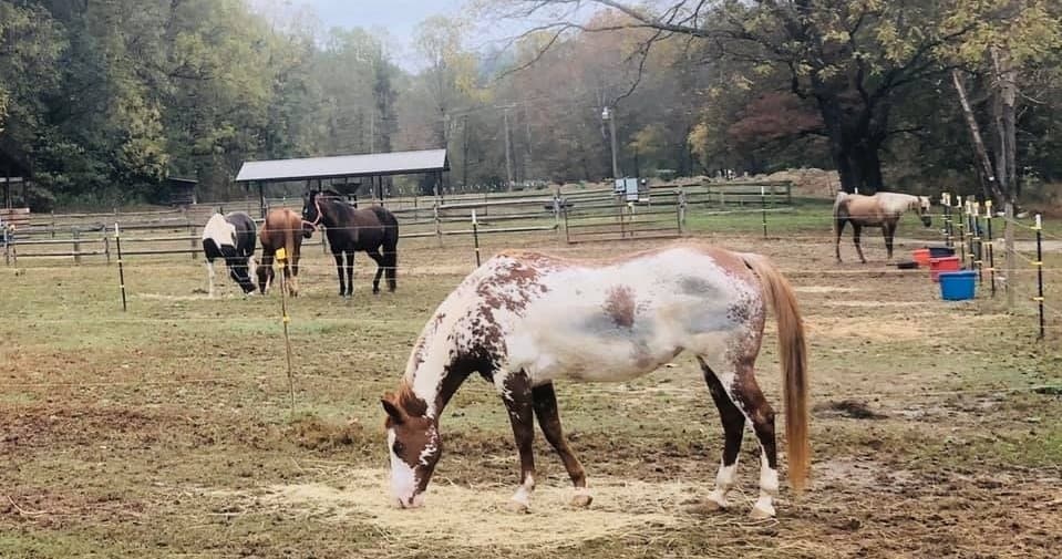 Equestrian Getaway at Leatherwood Mountains Stalls
