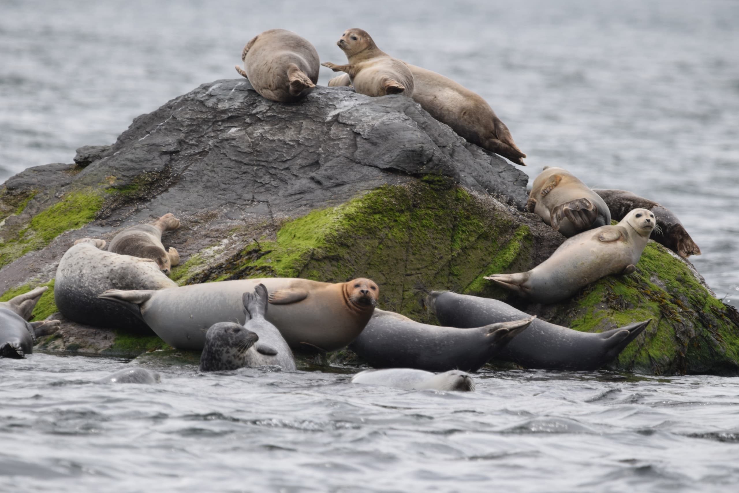 Water Activities with Newport Seal Tours in Newport