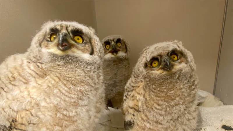 Little Wings Story Time at Teton Raptor Center, Wilson WY