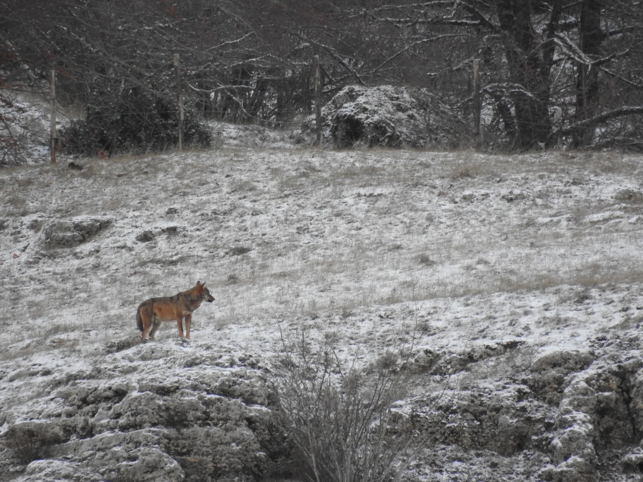 Wolf Watching Weekend in Abruzzo with Ecotur