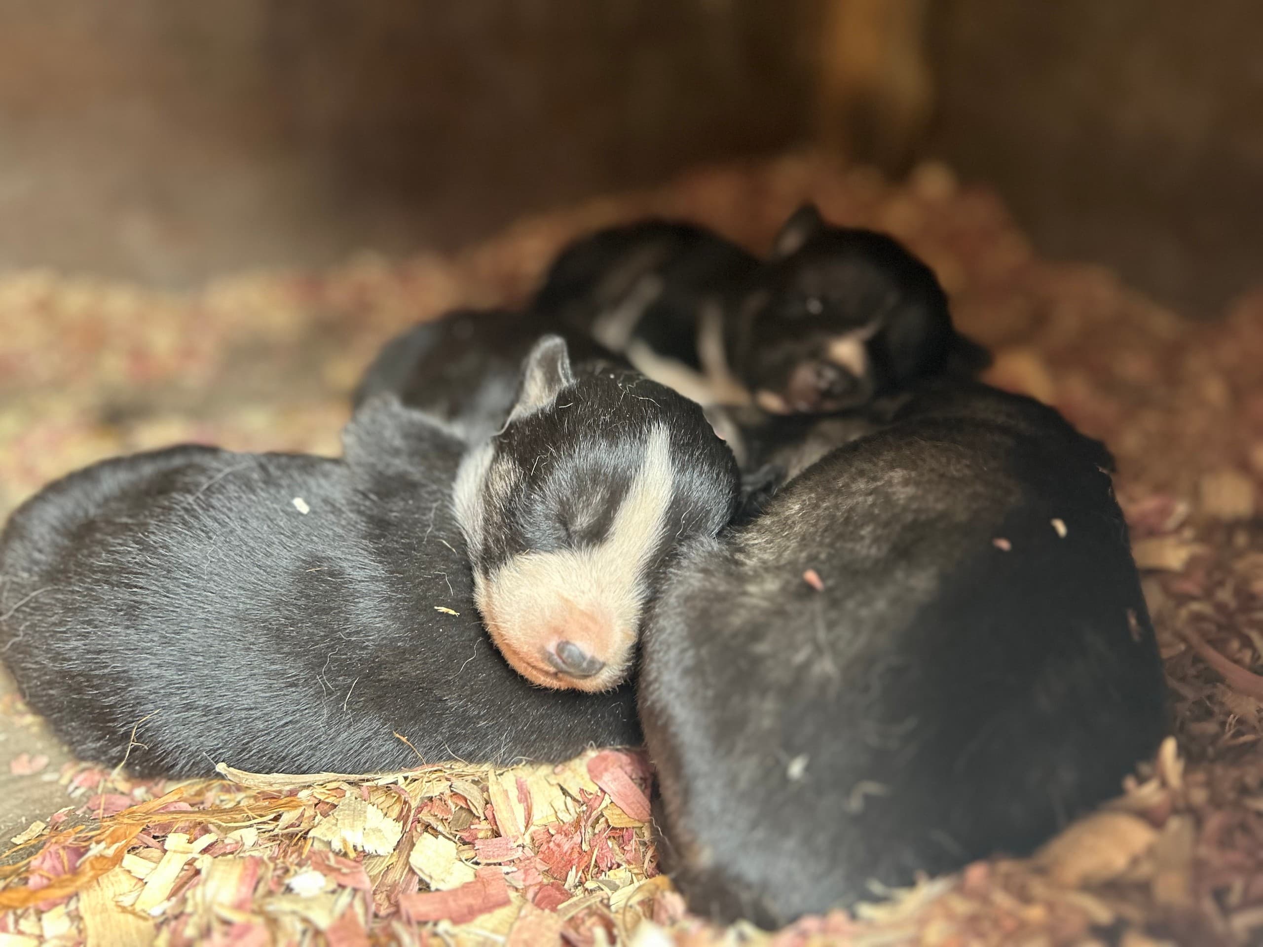 Inside the Sled Dog Kennel: Musher Presentation & Puppy Experience in Whittier photo 4