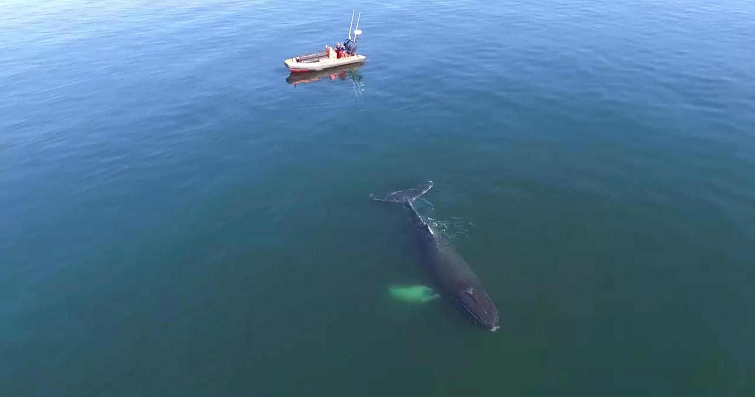 Wildlife & Water Adventures: Whale Watching with Fundy Tide Runners