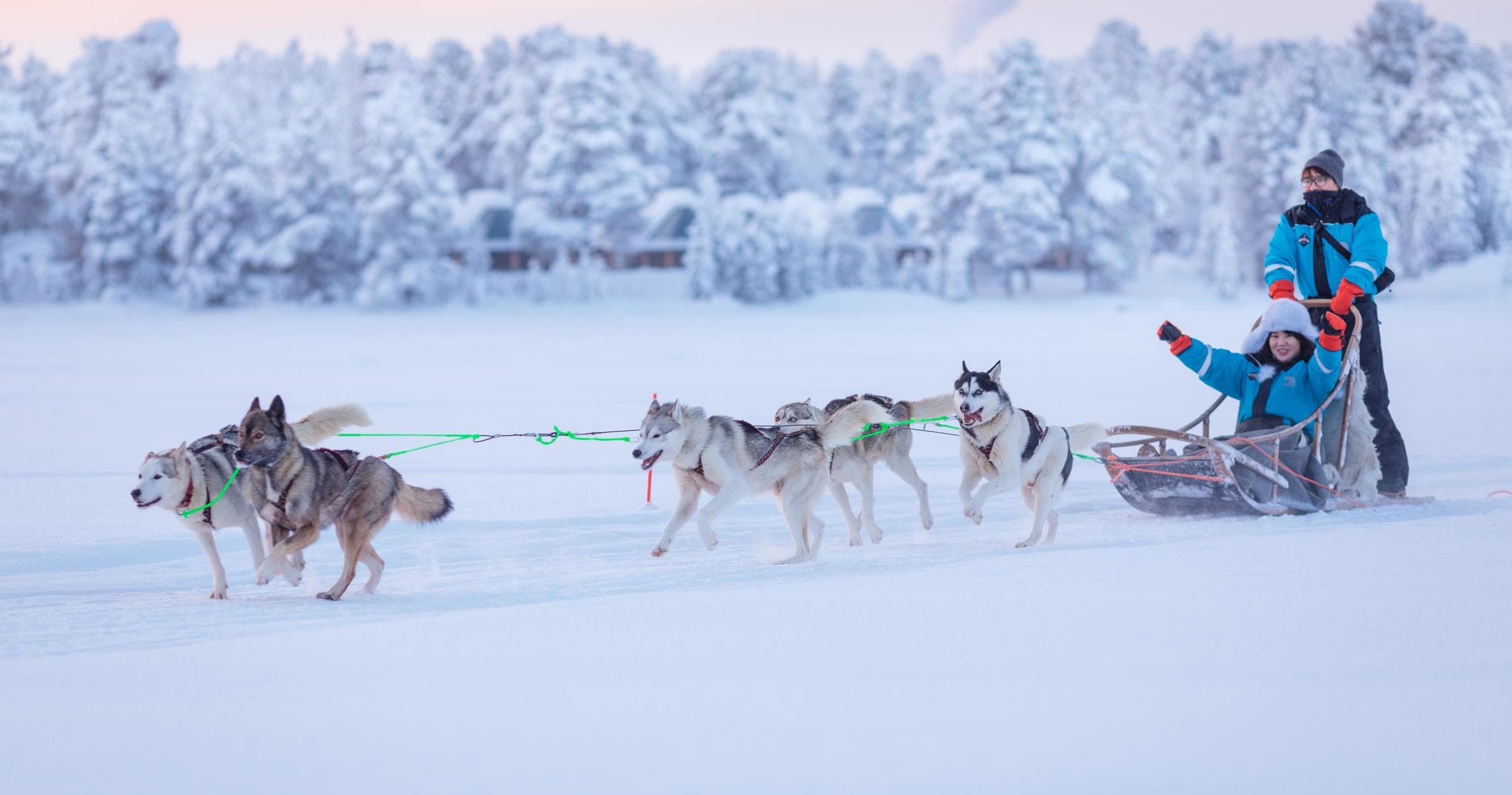 Winter Wildlife & Dog Sledding at Wilderness Hotel - Inari