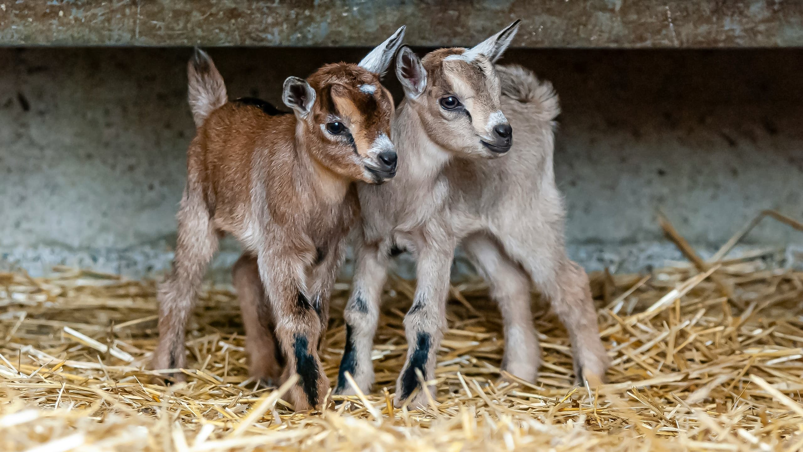 Family Hike & Goat Encounter at Lusia in Italy