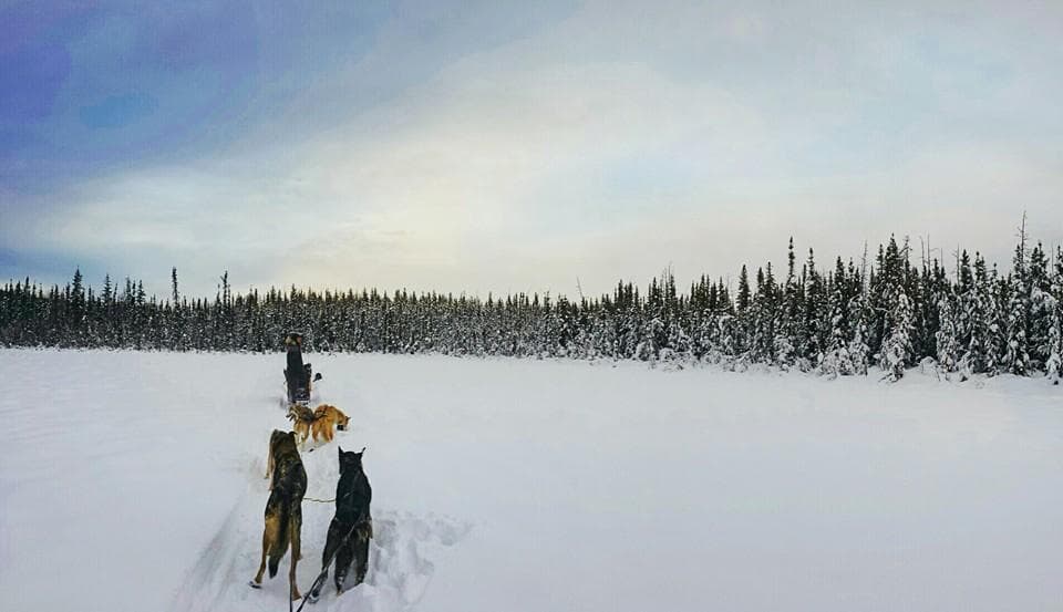 Musher with sled dogs crossing snowy lake treeline horizon