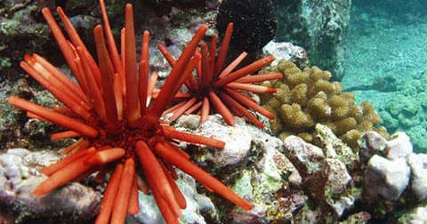Kona Snorkeling – Beat the Crowd Tour in Kaiminani