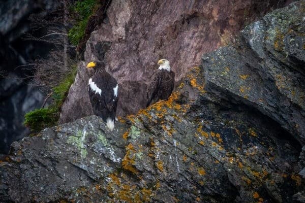 Chasing a Stellar’s Sea Eagle: Private Day Tour from St. John’s, Newfoundland