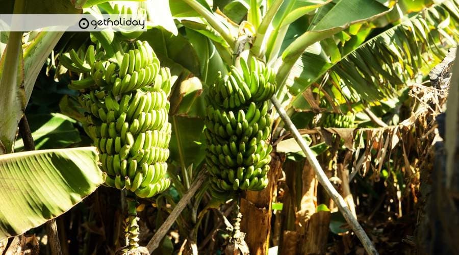 Banana Farm Tours & Tasting in Tenerife, Canary Islands