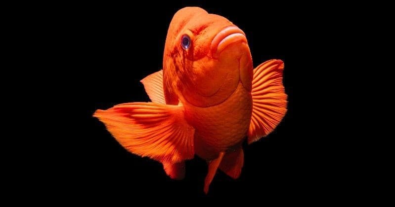 Night Diving Avalon: PADI Night Diver Course on Catalina Island