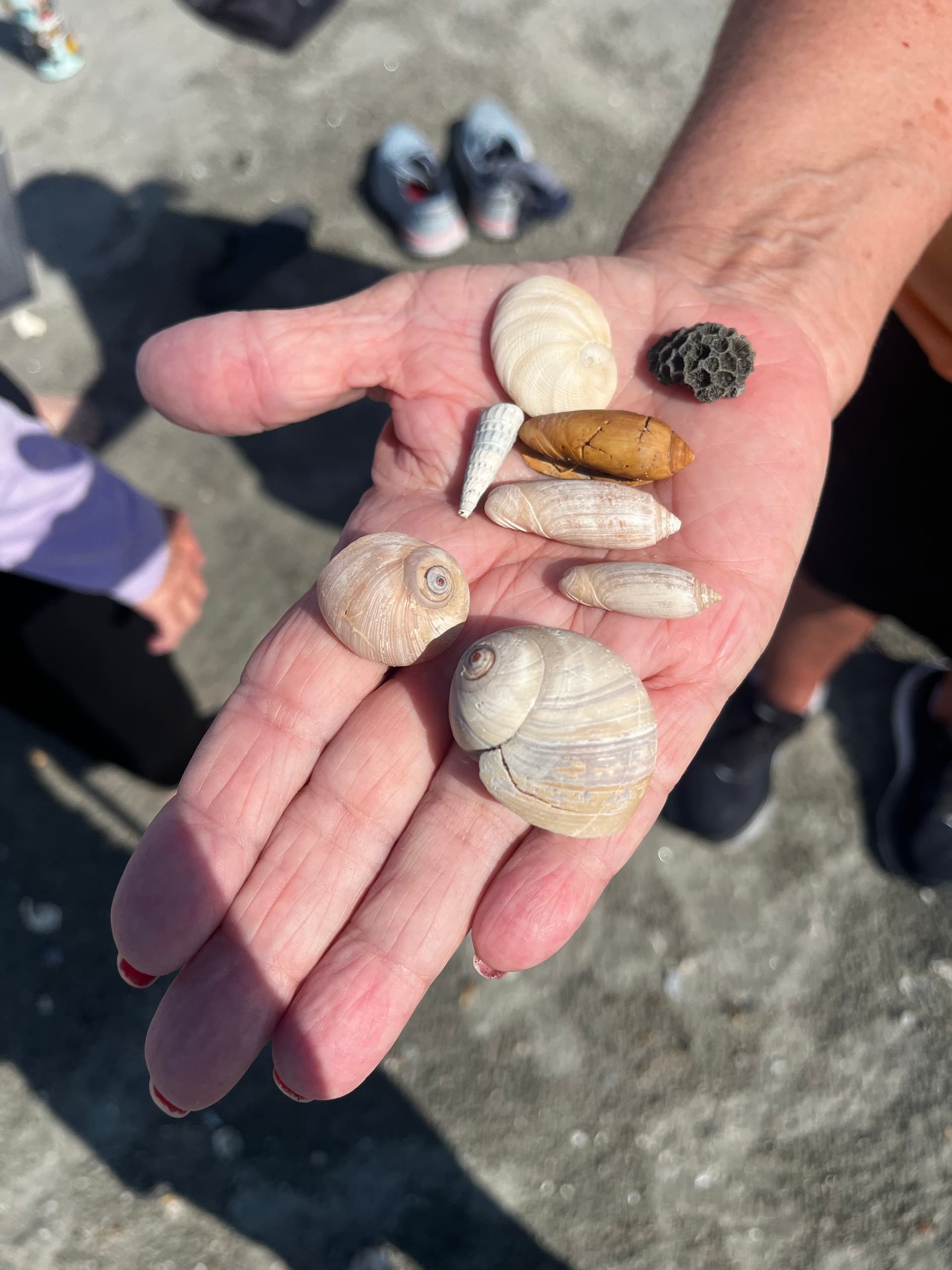 Tybee Shelling Tour: Find Shark Teeth, Shells & Coastal Treasures on Tybee Island photo 2