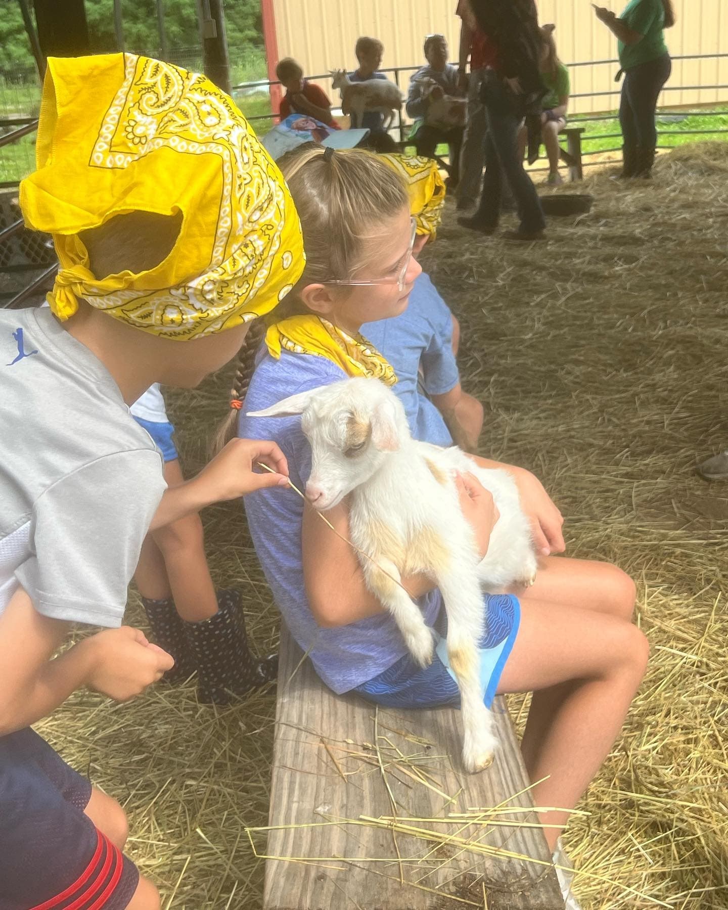 Goat Snuggles at Benton Farm in Walton, Kentucky