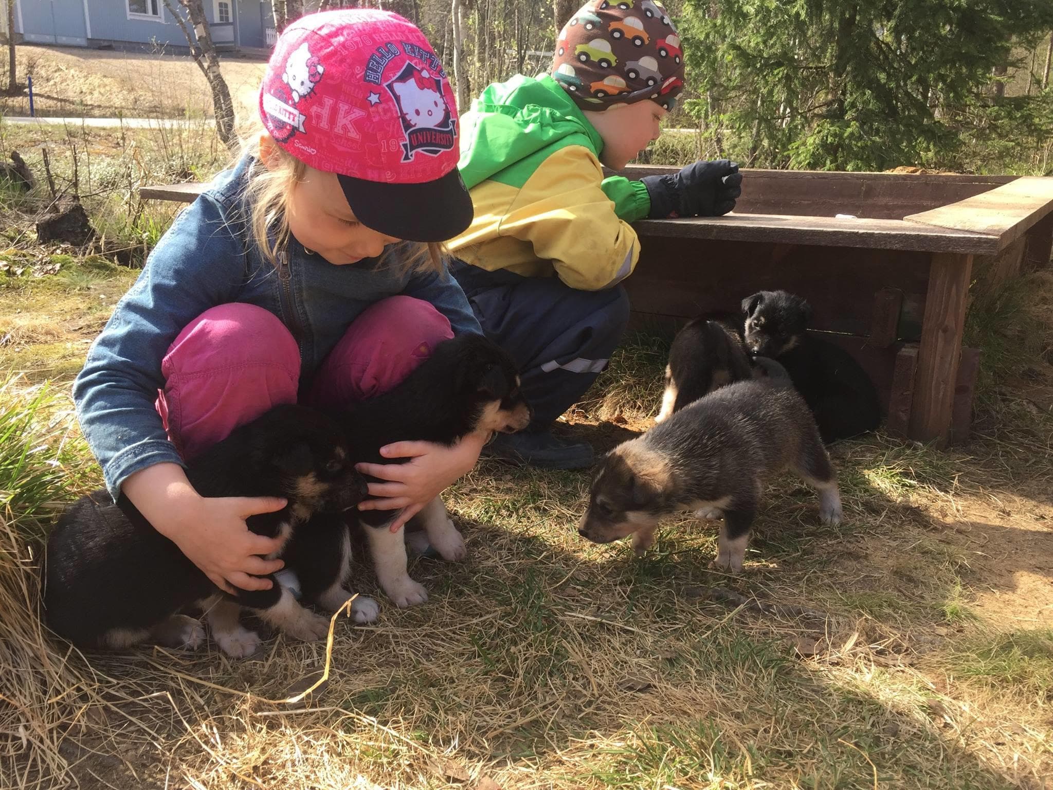 Meet the Huskies: A 1-Hour Sled Dog Farm Experience in Inari, Finland