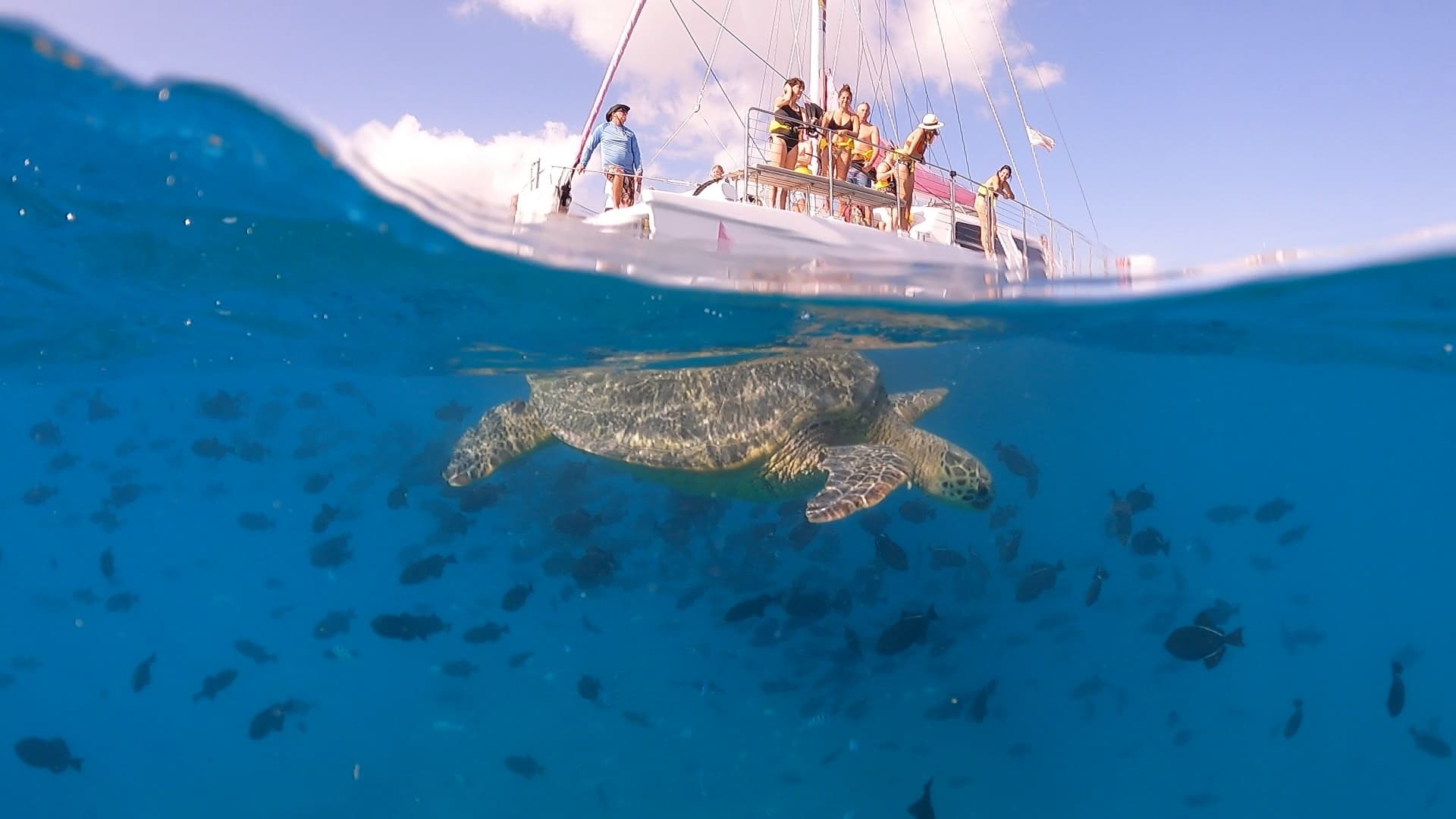 Turtle Snorkeling Adventure in Honolulu, Hawaii
