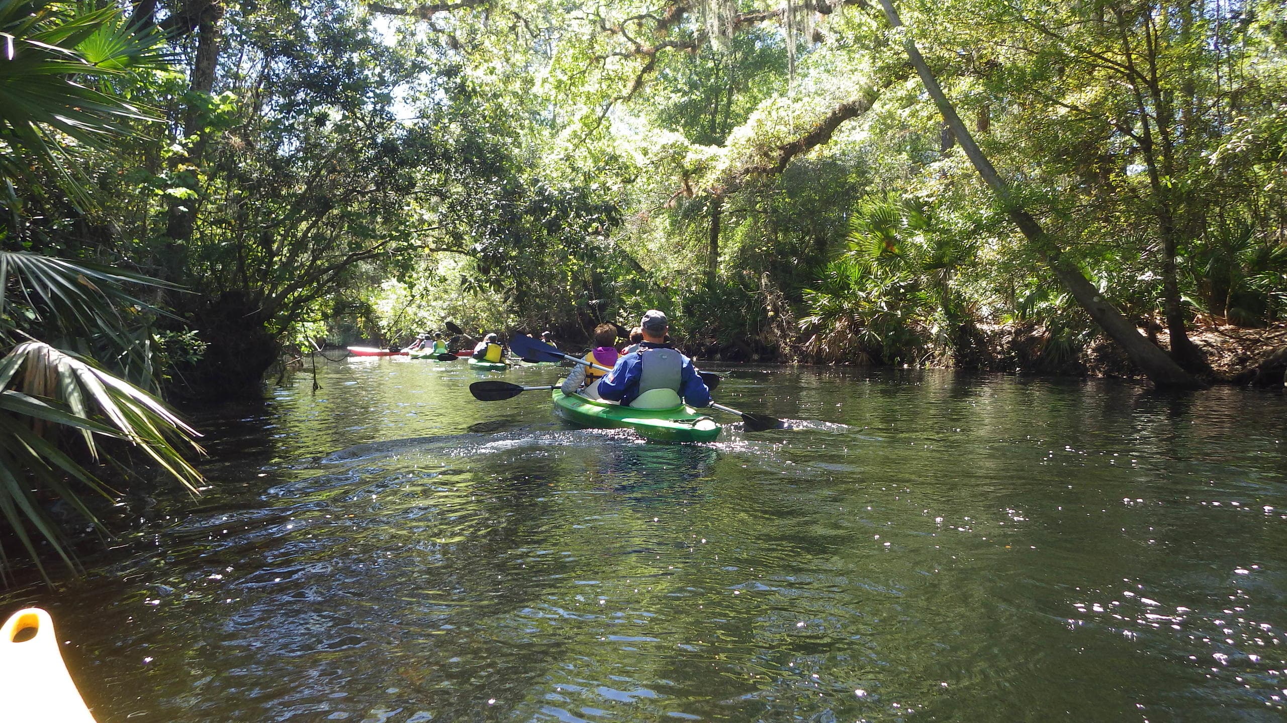 Cypress Forest Guided Kayak Nature Eco-Tour