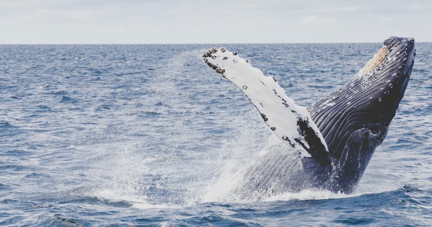 Water Activities & Scenic Tours with Luxury New England Tours
