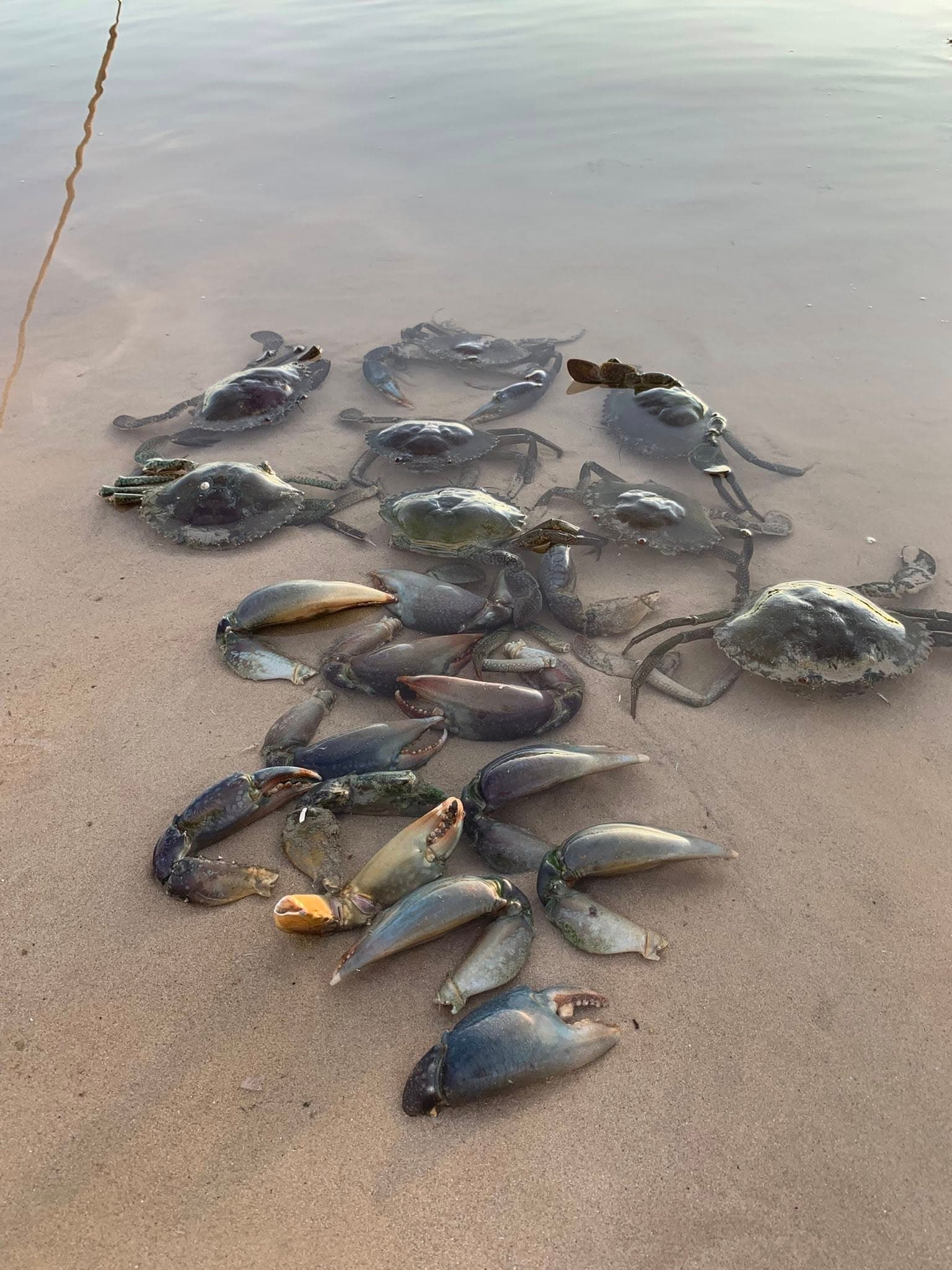 Broome Mangrove Crabbing: 1 Night Catch & Cook at Manari Beach