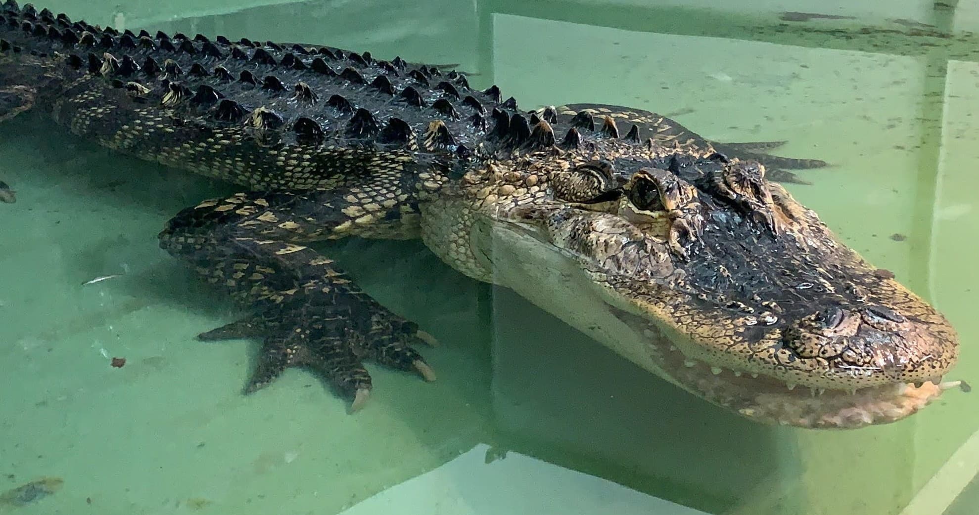 American alligator resting in shallow pool at wildlife exhibit