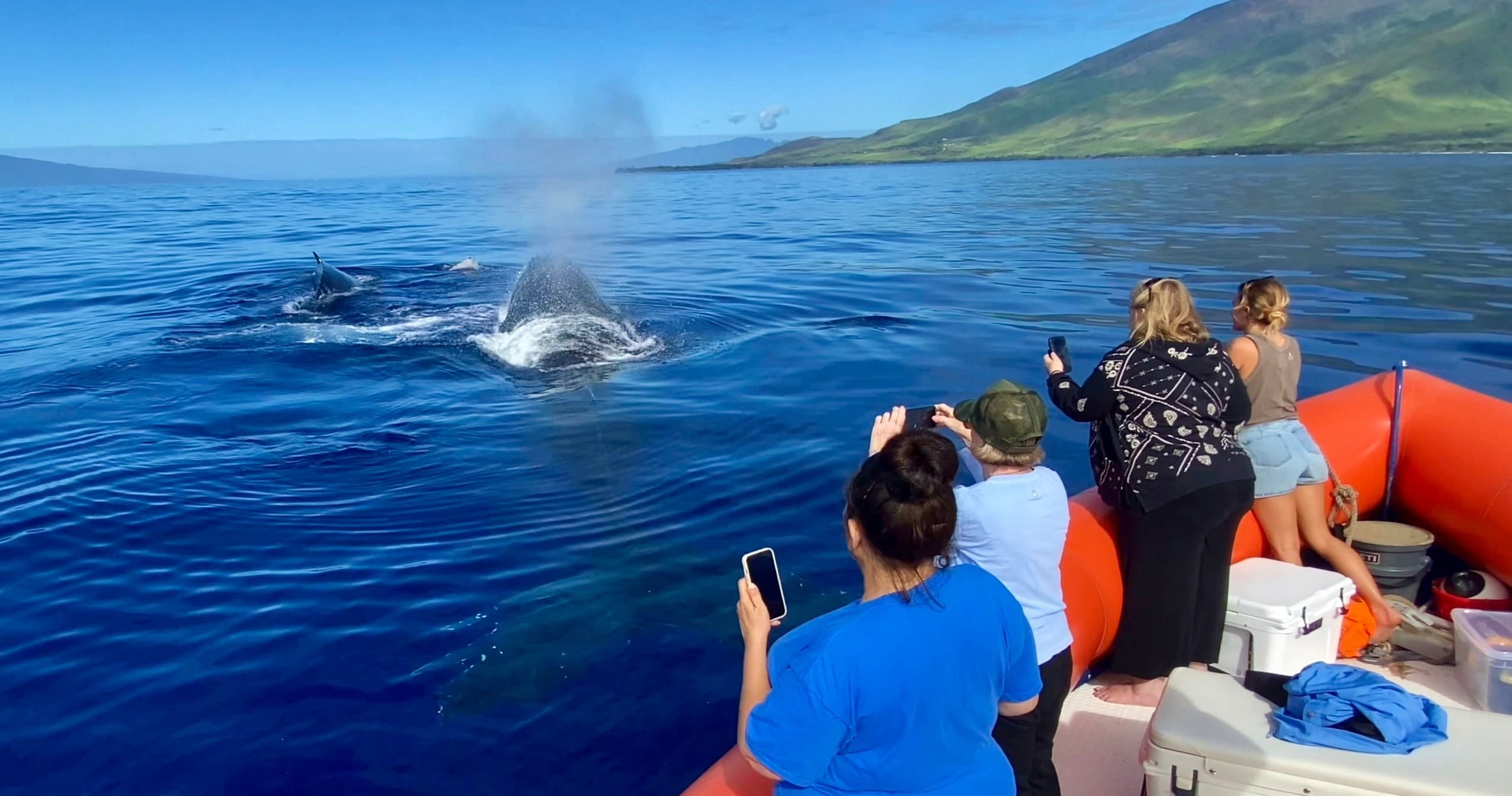 Premier Private Whale Watch in Wailuku, Hawaii