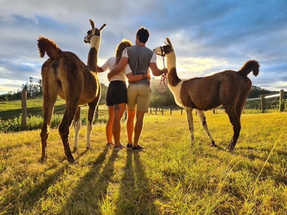 Sunset Llama Walks on the Brisbane River: Guided Farm Tours at Pine Mountain