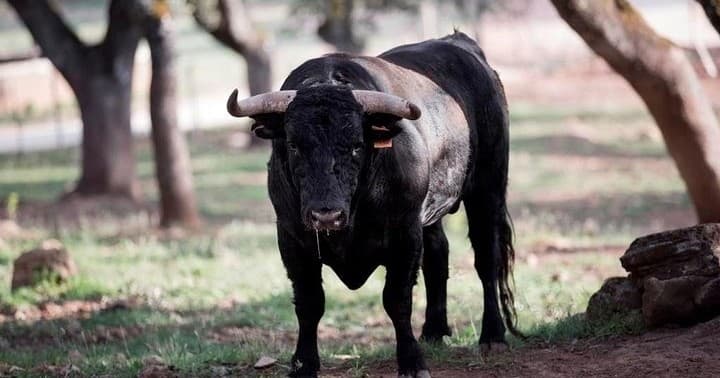 Bulls, Wine & Tapas Experience | Guided Tour in Málaga | Food Tour, Private
