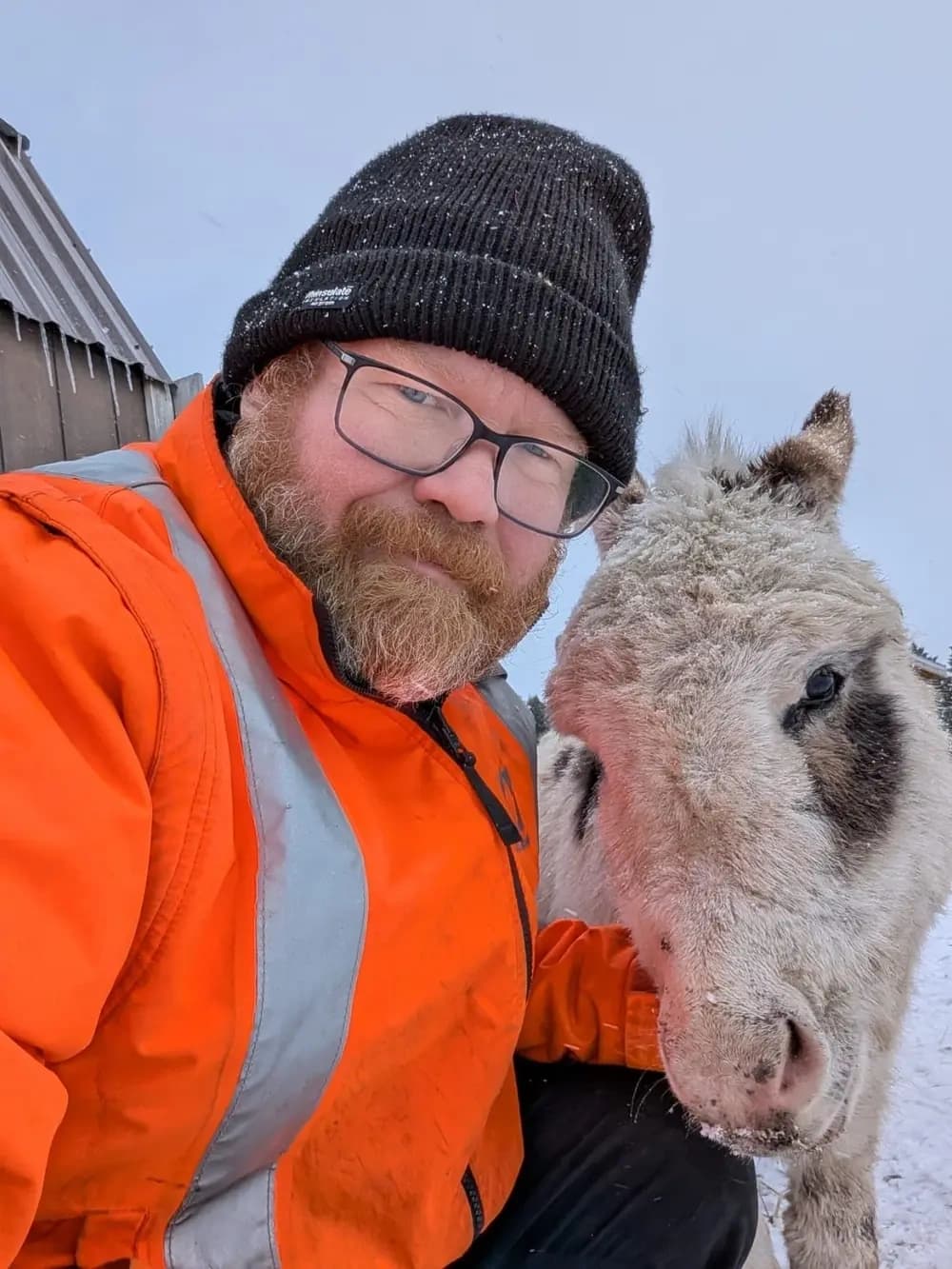 Miniature Donkey Snuggles in Bright, Ontario — Donkey Walks & Cuddles photo 1