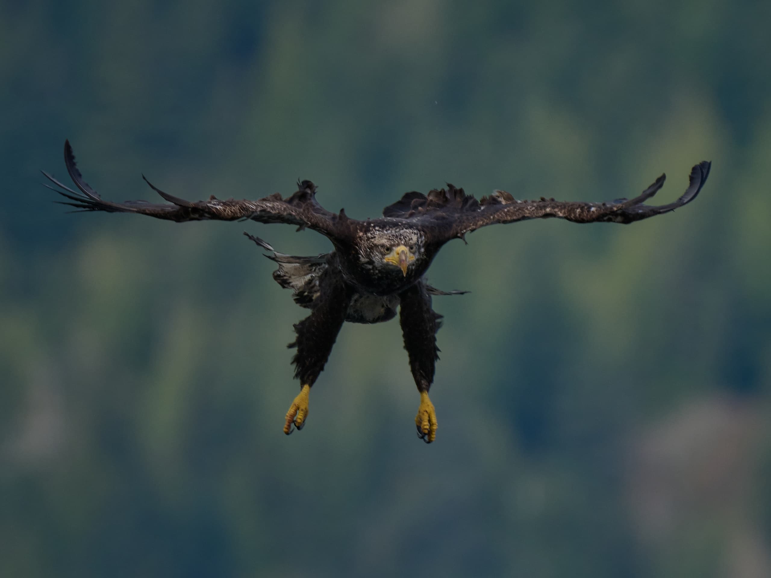 Bald Eagles & Tidal Rapids Adventure: Comox Wildlife Boat Tour