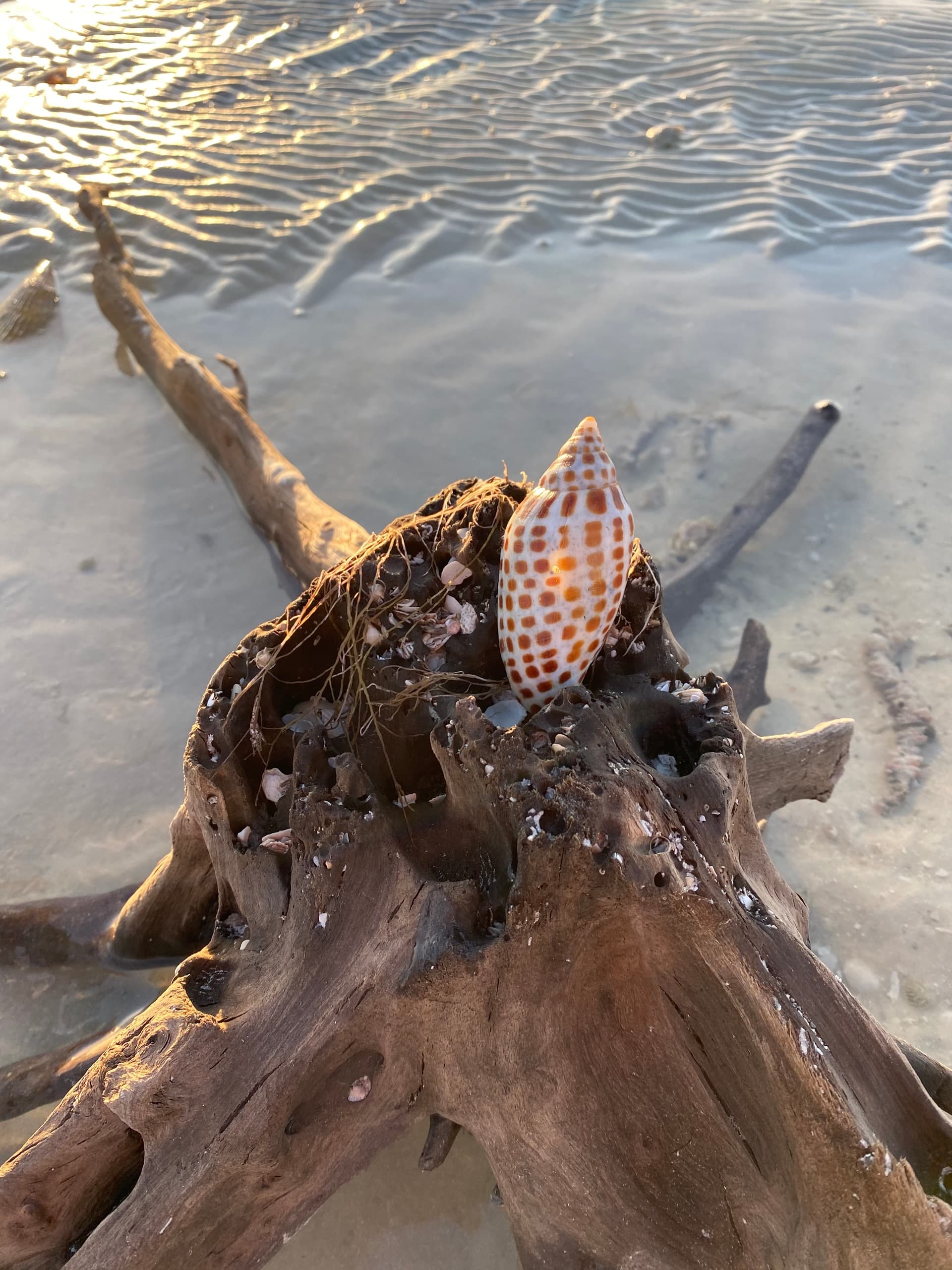 Shelling Adventure with Banyan Charters in Marco Island