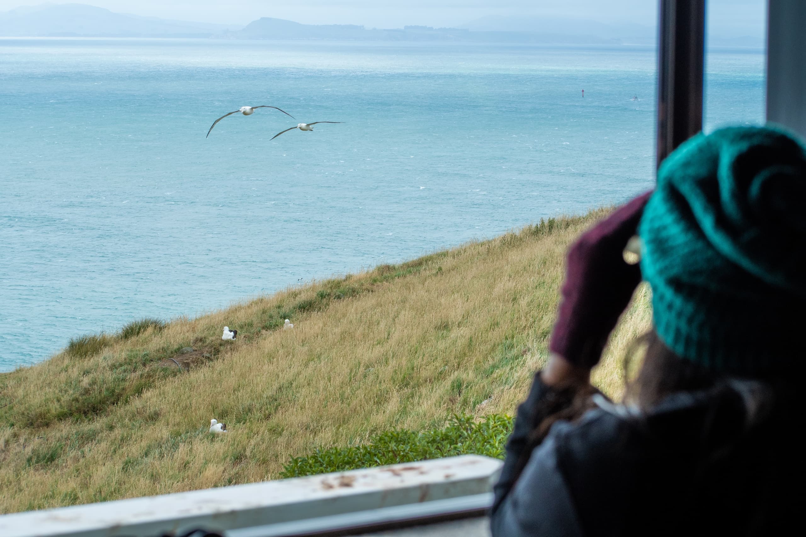 Albatross Classic Tour at Royal Albatross Centre