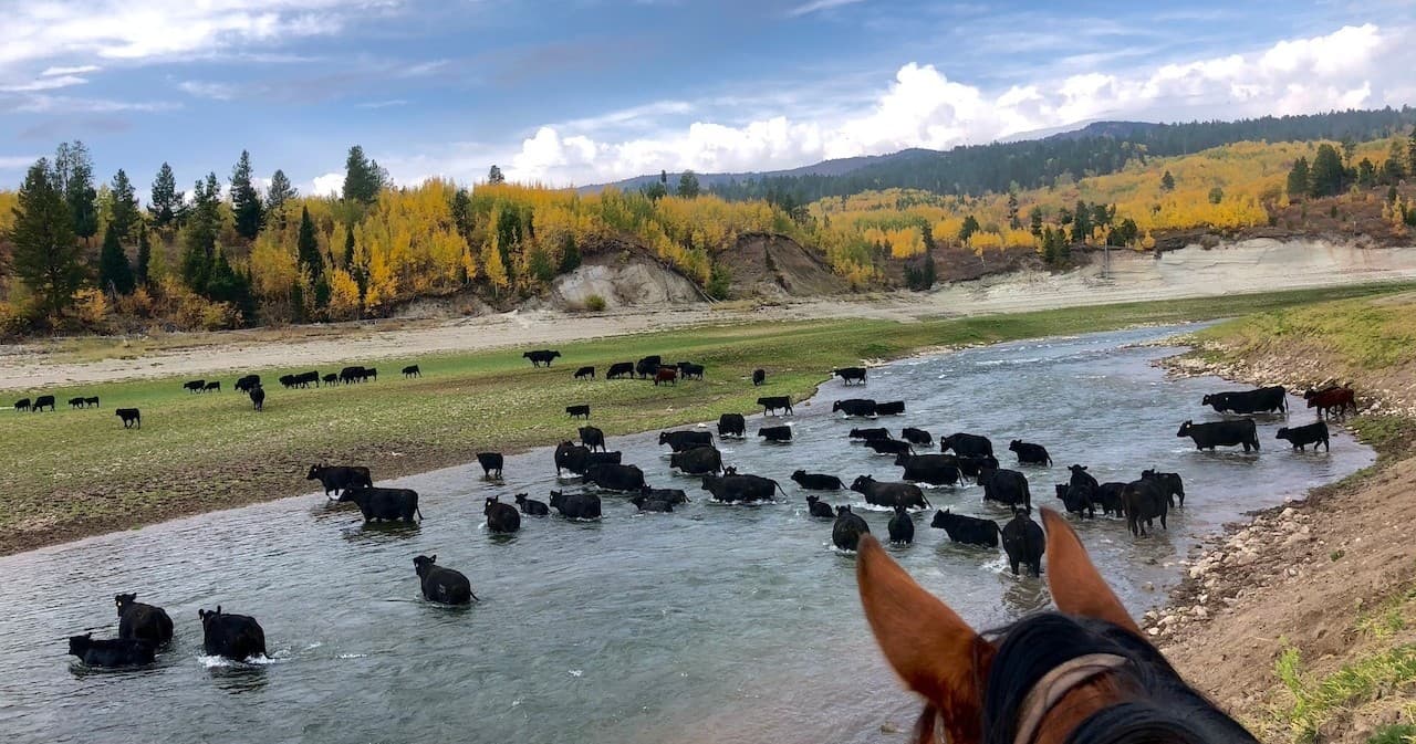 Cattle Drive Adventure in Alpine, Wyoming