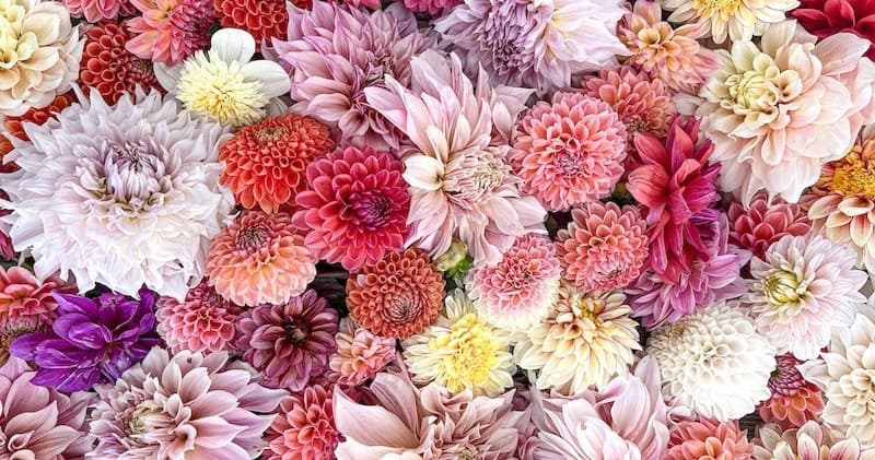 Botanical Workshop at Two Birds One Stone Farm