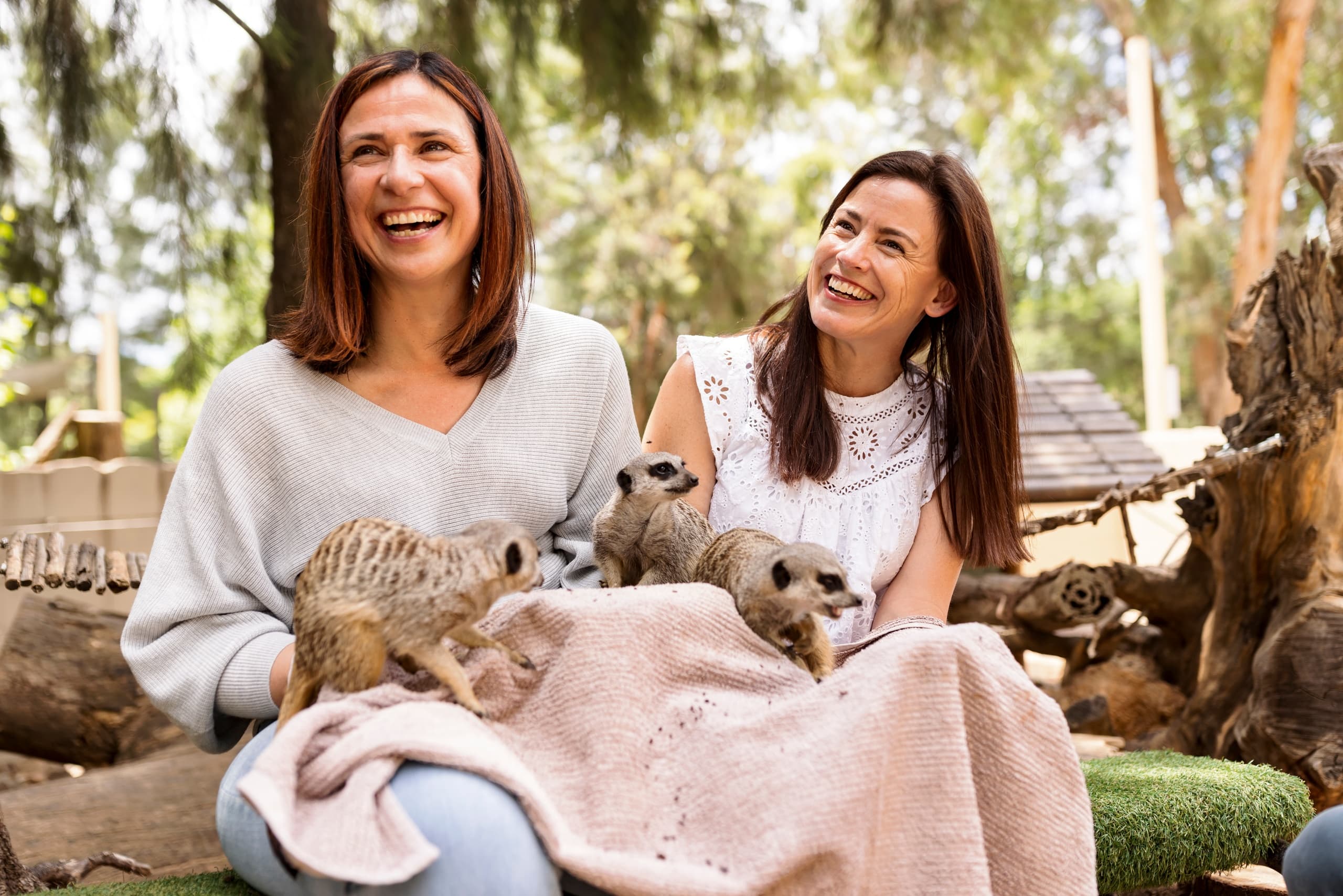 Meerkat Encounter at National Zoo and Aquarium Canberra