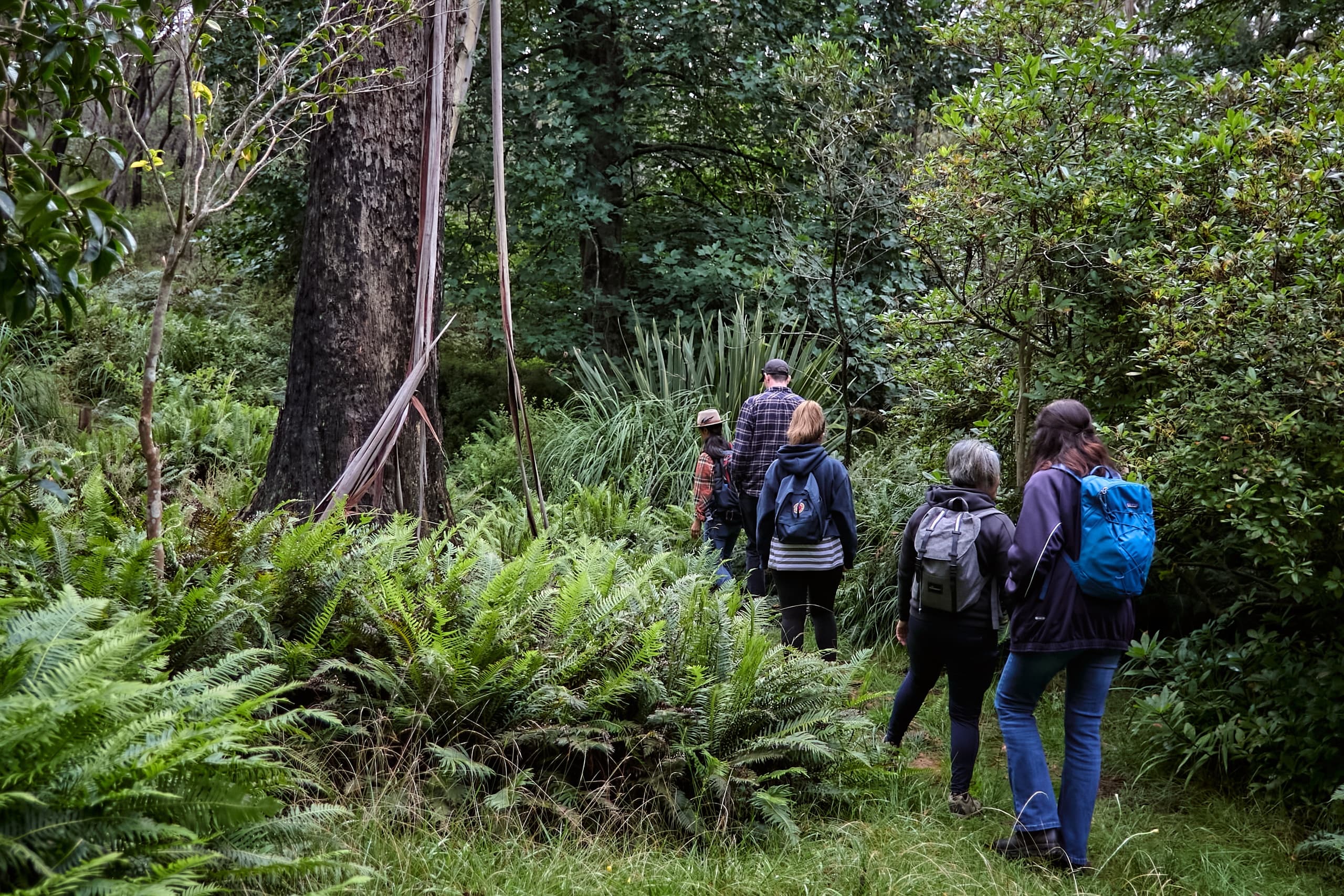 Wildlife & Forest Bathing at Campbell Gardens, Blue Mountains