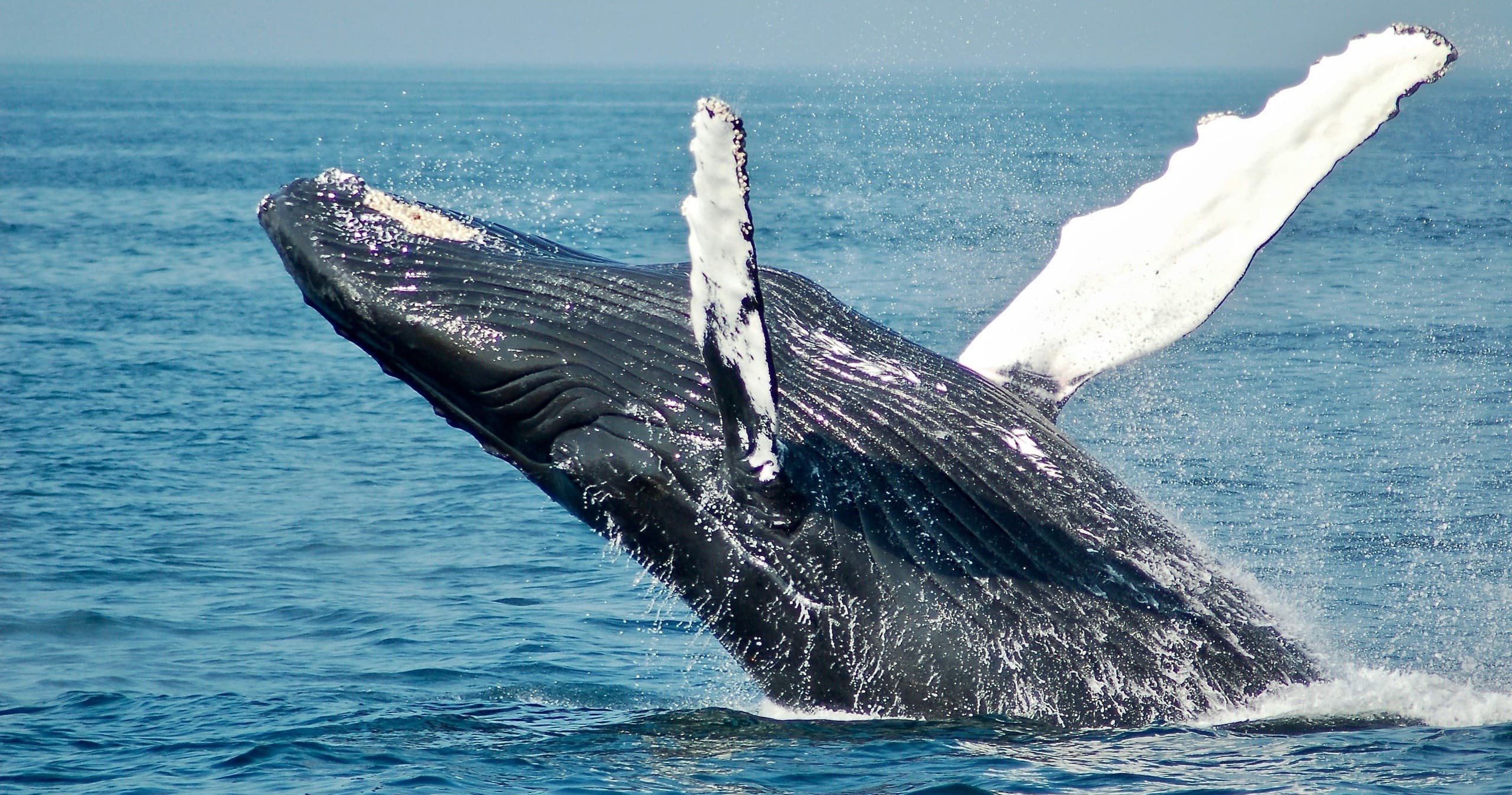 Whale Watching Tour in Long Beach, NSW, Australia