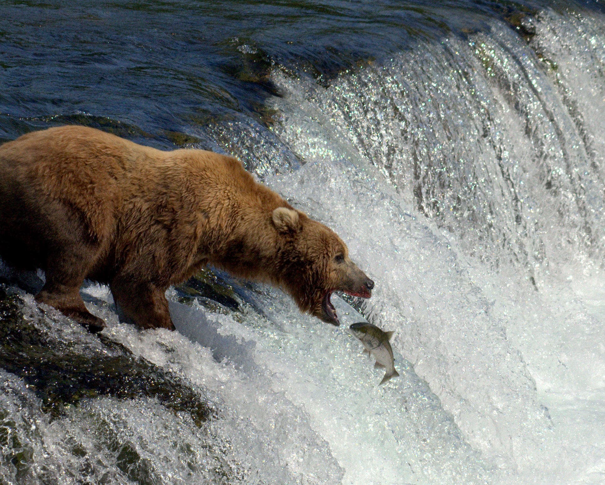 Brooks Falls Katmai Bear Viewing in a Float Plane