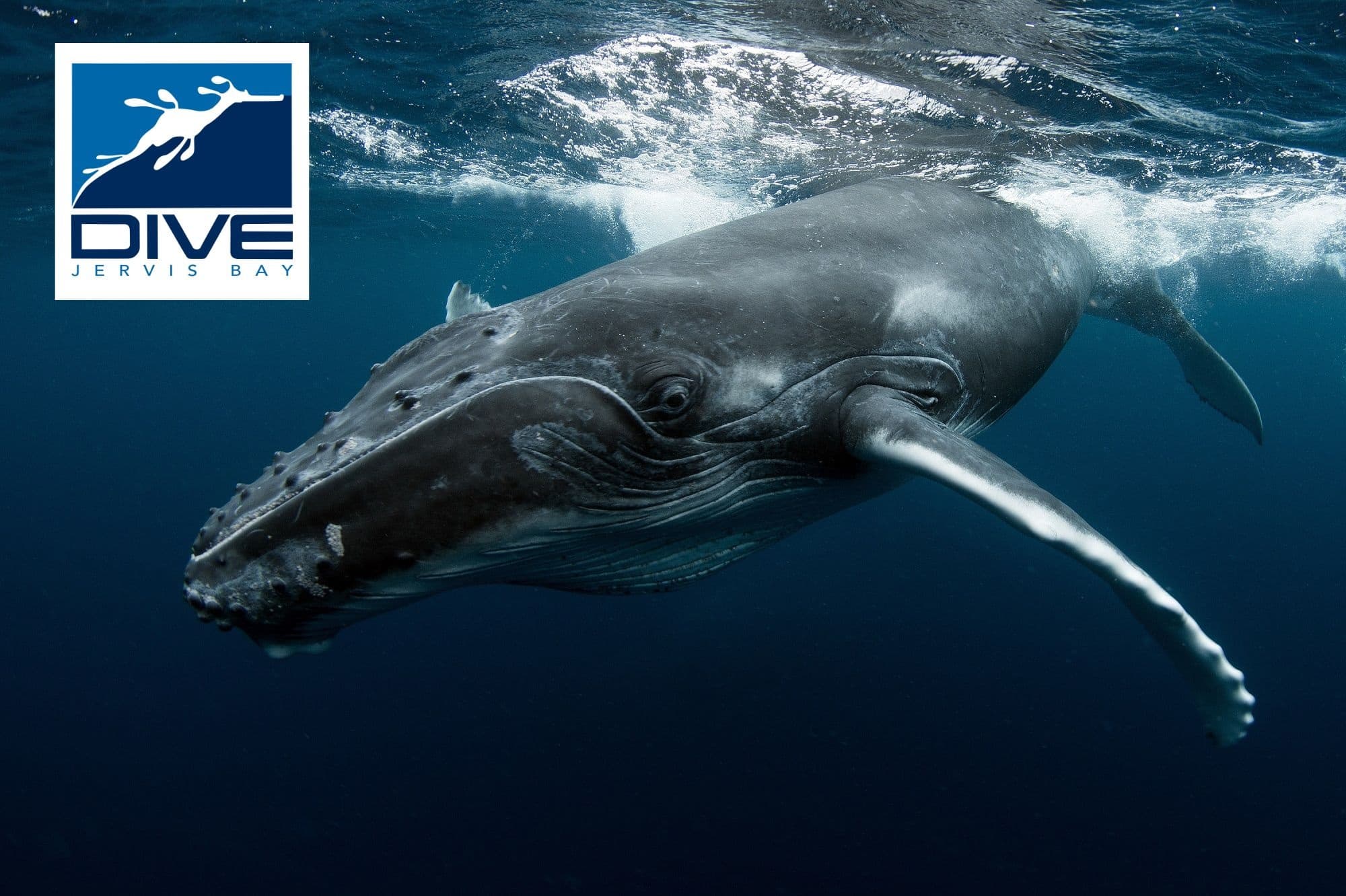 Snorkelling with Whales and Seals | Jervis Bay Sea Sports