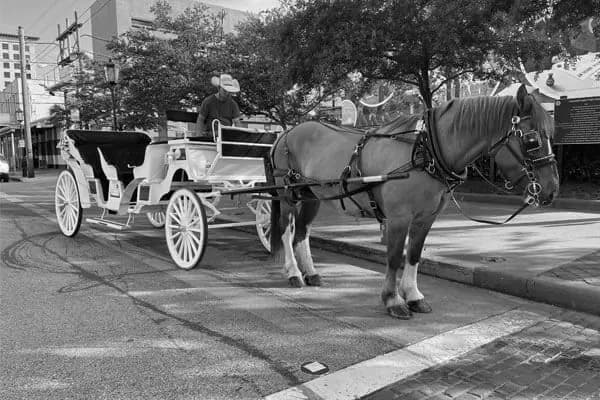 Historical Carriage Tours with Sacred Spur in Galveston