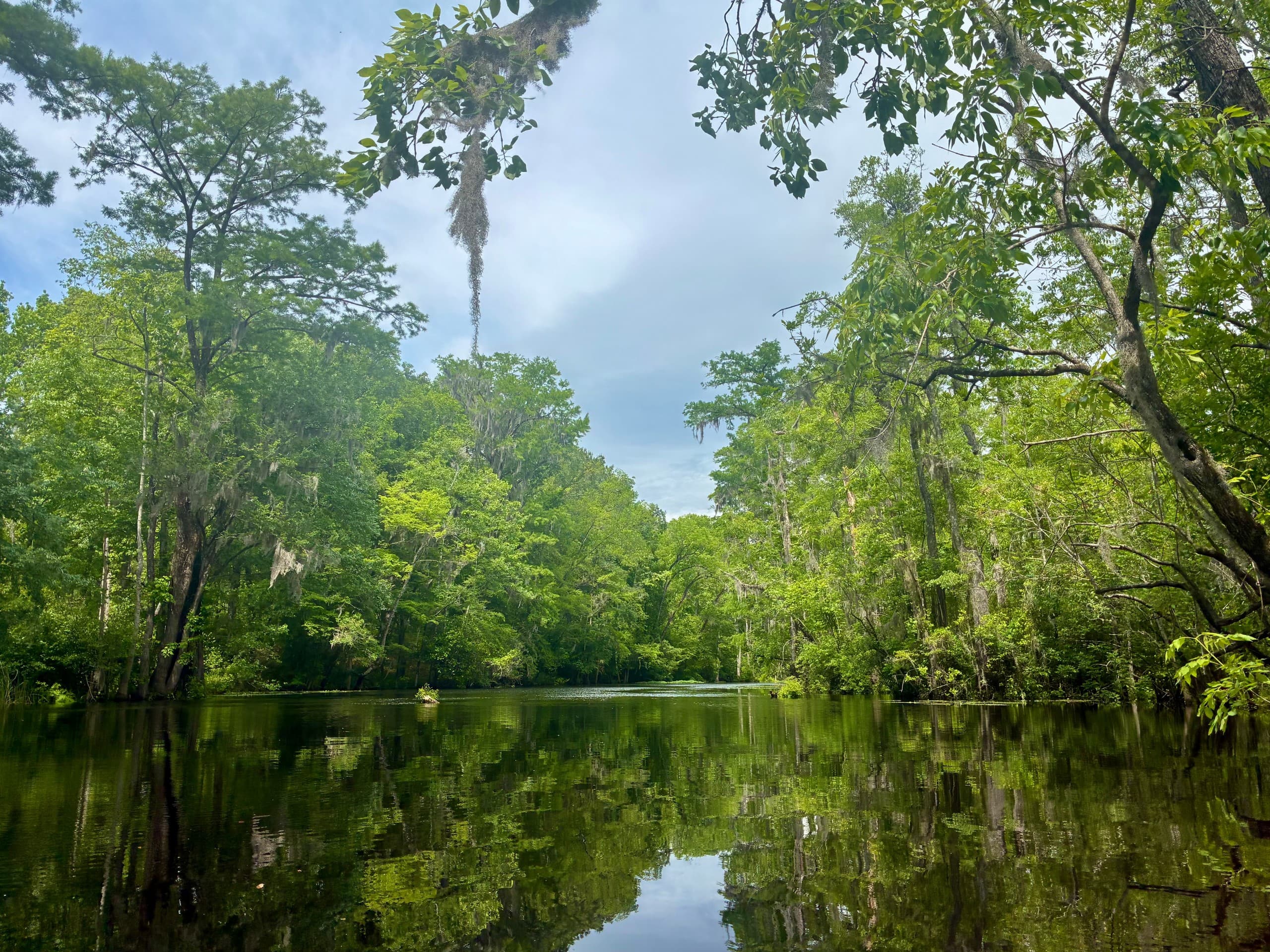 Paddle Black Mingo Creek: Revolutionary War History and Carolina Blackwater Tour