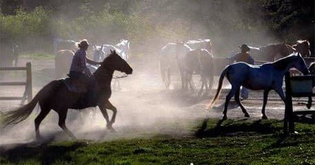 Cowboys driving horses through dusty corral at ranch roundup