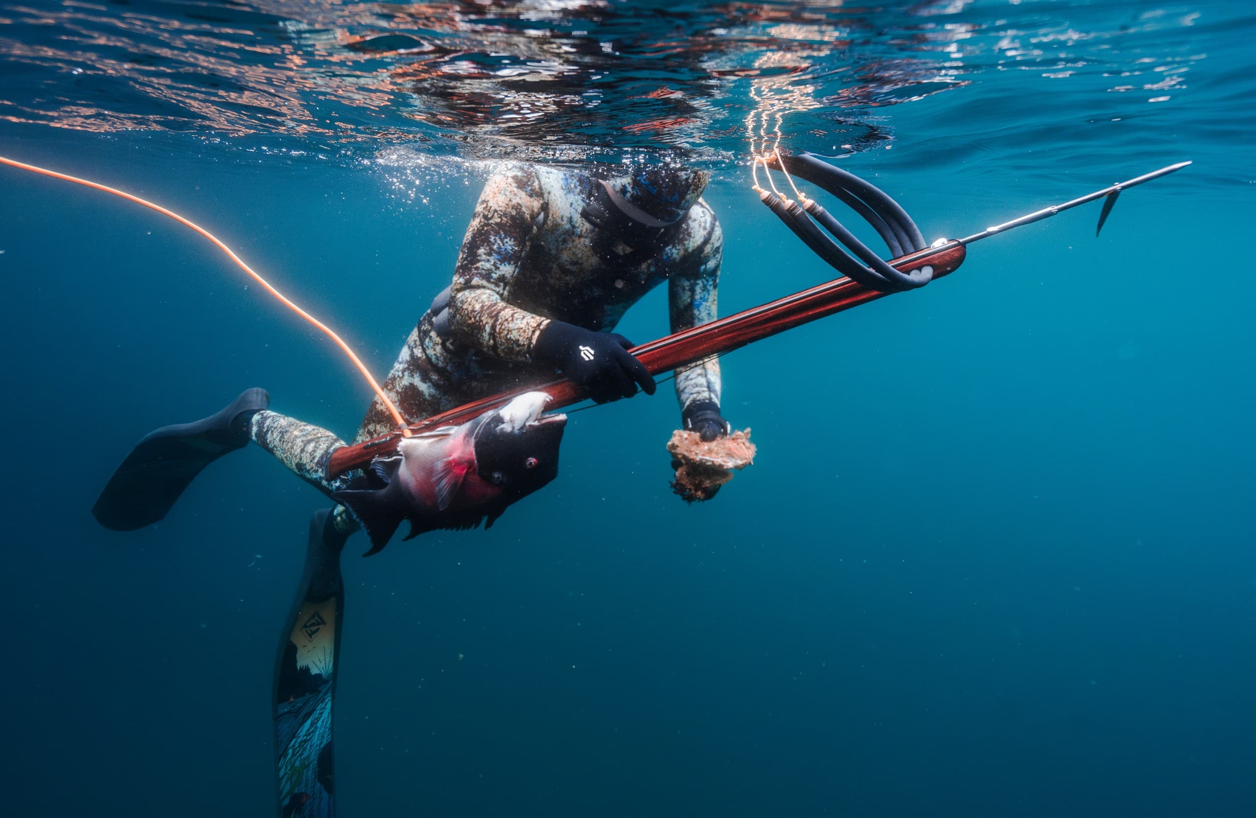 Spearfisher descending beneath surface in blue coastal water